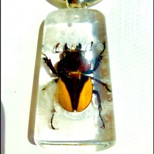 Natural beetle in acrylic resin keychain